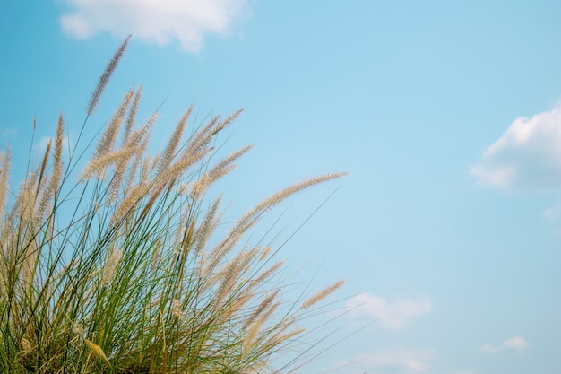 Fleurs de l&#39;herbe et fond de ciel