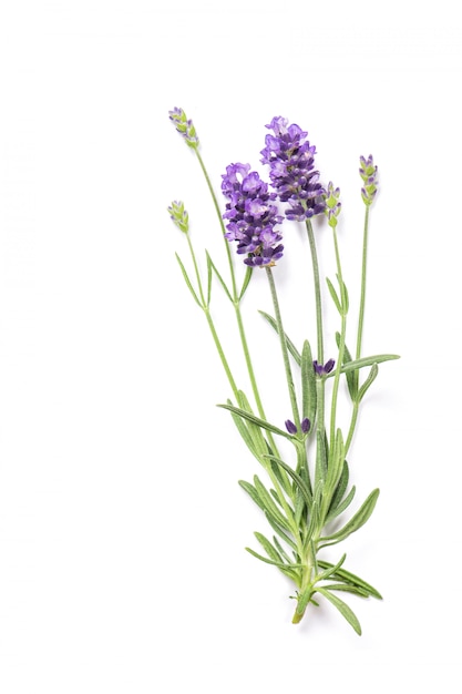 Photo fleurs d'herbe de lavande isolés sur blanc