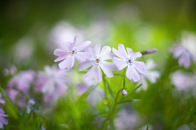 Fleurs et herbe sur le pré