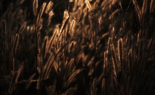 Photo les fleurs de l'herbe qui fleurissent en été