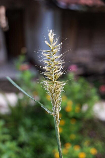 Fleurs d'herbe sauvage Agropyron cristatum avec un fond flou naturel photo de stock