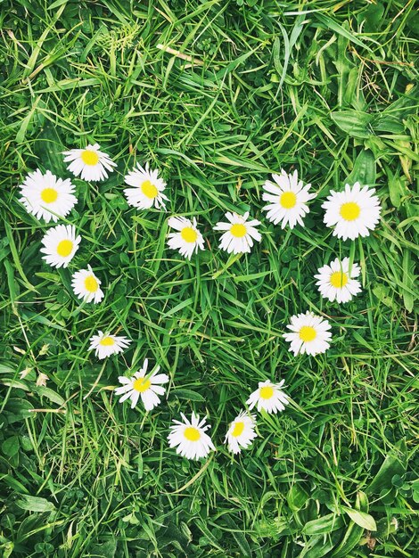 Photo des fleurs sur l'herbe