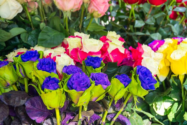 Fleurs et herbes dans les rues roses colorées