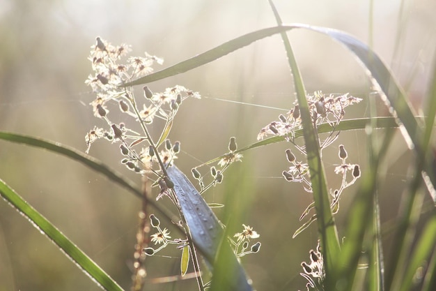 Fleurs d'herbes le matin