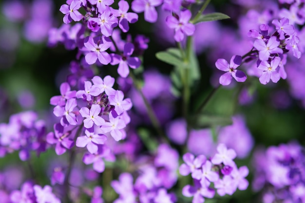 Fleurs d'Hespéris matronalis