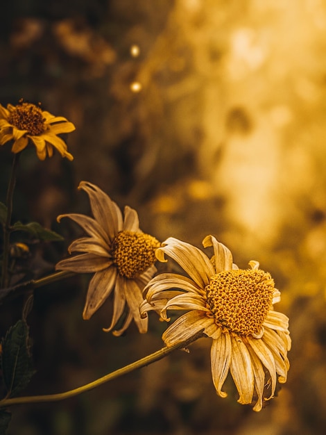 fleurs à l'heure d'or dans les lumières du soleil