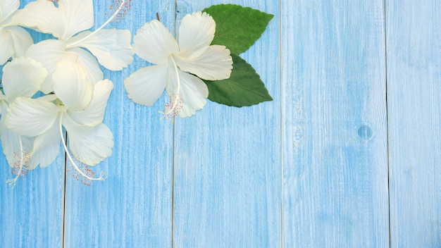 Des fleurs d'hibiscus blanches sur une table en bois bleu