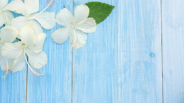 Photo des fleurs d'hibiscus blanches sur une table en bois bleu