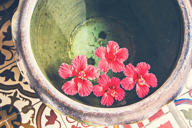 Fleurs d'hibiscus dans le bol d'eau, spa et décoration de fleurs de salon de massage, Laos, Thaïlande, Sud