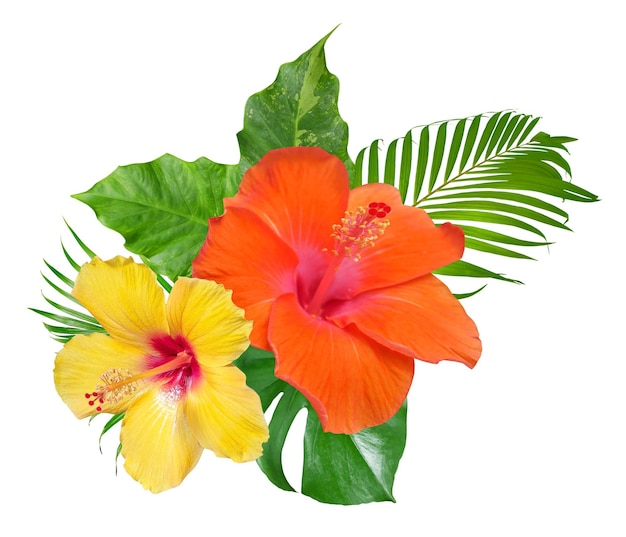 Photo fleurs d'hibiscus avec feuilles de palmier dans un arrangement tropical isolé sur fond blanc