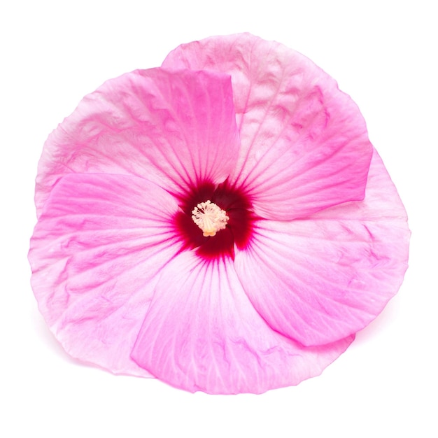 Fleurs d'hibiscus isolés sur fond blanc. Mise à plat, vue de dessus