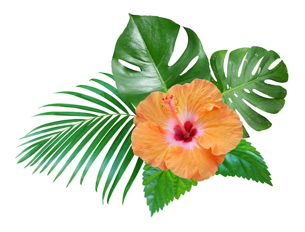 Des fleurs d'hibiscus orange avec des feuilles vertes isolées sur un fond blanc