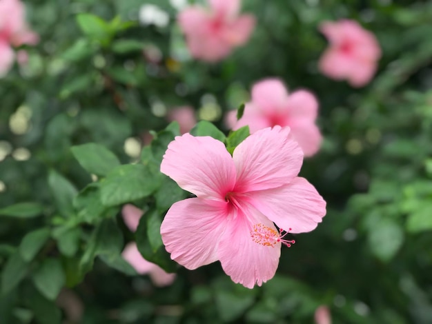 Fleurs d'hibiscus rose dans le jardin