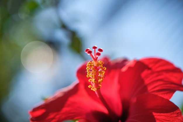 Fleurs d'Hibiscus rouge Chine rose, hibiscus chinois, hibiscus hawaïen dans jardin tropical