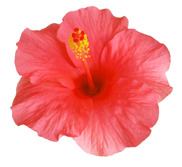 Fleurs d'hibiscus rouges isolés sur fond blanc