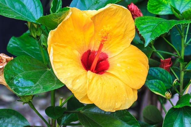 Les fleurs d&#39;hibiscus sont un genre de plantes à fleurs dans la famille des mauves