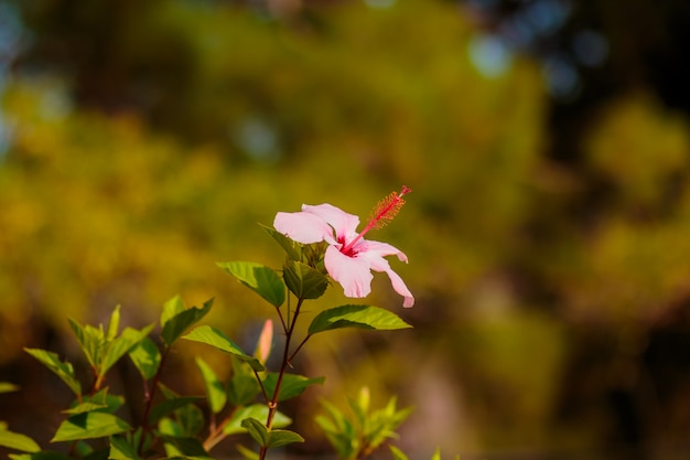 fleurs d&#39;hibiscus. symbole polynésien. Fleur rose sur la branche