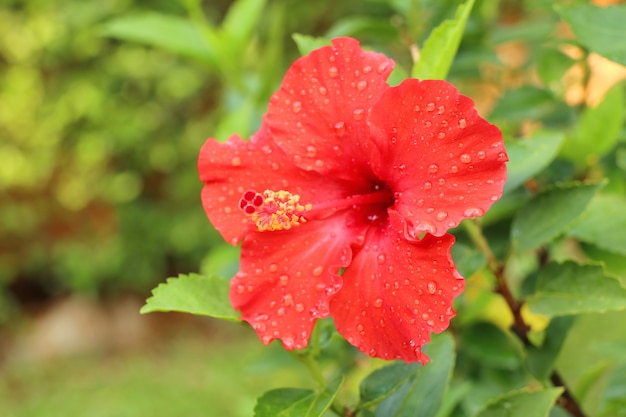 fleurs d&#39;hibiscus en tropical