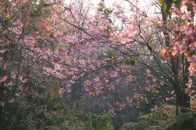 Fleurs de l'Himalaya belles colorées avec une lumière douce le matin