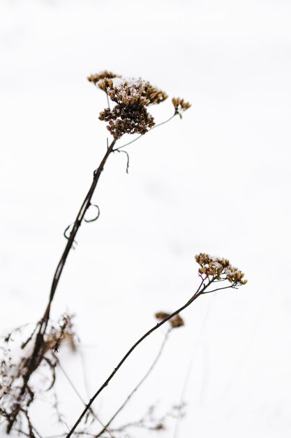 Fleurs en hiver