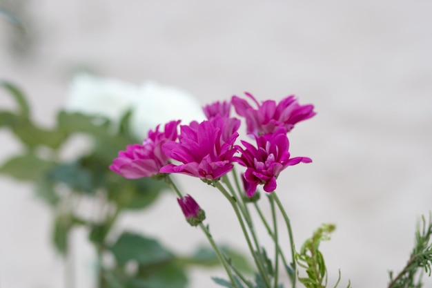 Fleurs en l'honneur d'iemanja, sur le sable de la plage de Copacabana à Rio de Janeiro - Brésil.