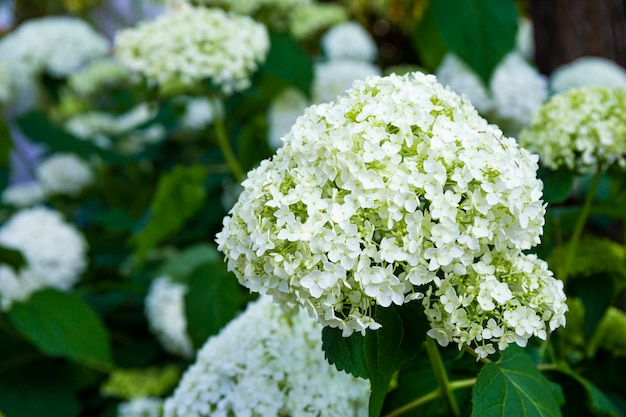 Fleurs d'hortensia blanc dans le jardin bouchent fond de belles fleurs d'été