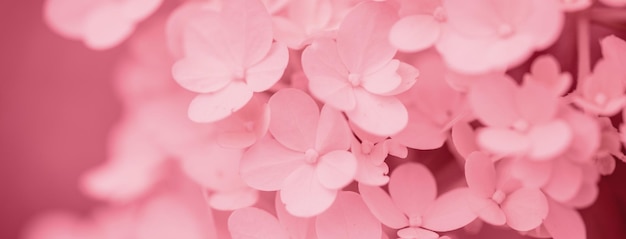 Fleurs d'hortensia blanc