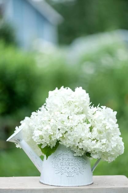 Fleurs d'hortensia blanches dans un arrosoir de jardin sur fond de maison de campagne.