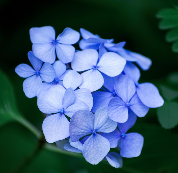 Fleurs d'hortensia bleu bouchent