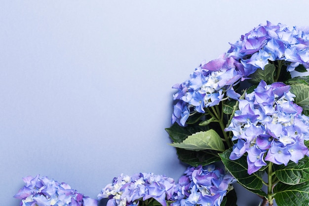 Fleurs d'hortensia bleu étonnant