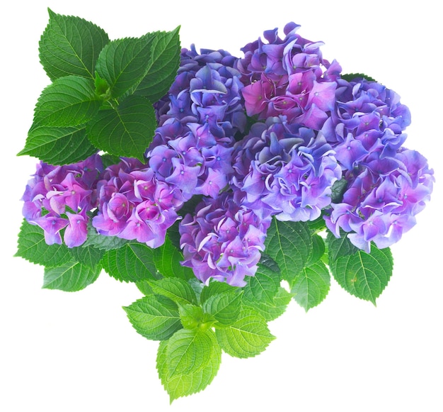 Fleurs d'hortensia bleu et violet