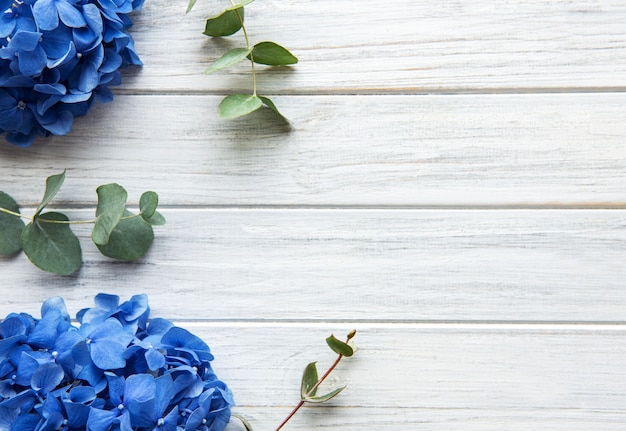 Fleurs d'hortensia bleu