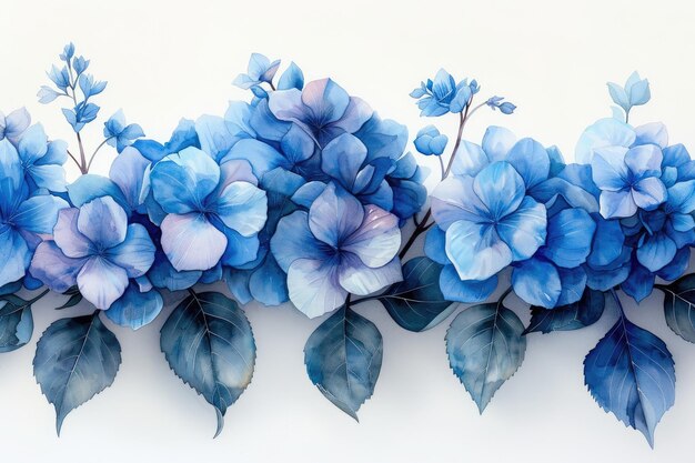 Des fleurs d'hortensia bleues avec de subtils accents roses sur un fond blanc éclatant