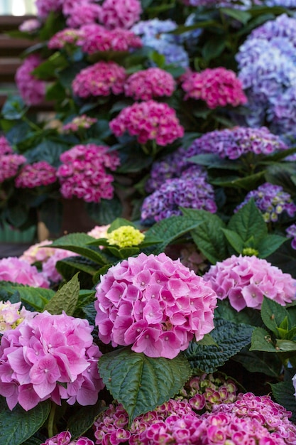 Fleurs d'hortensia colorées, flou