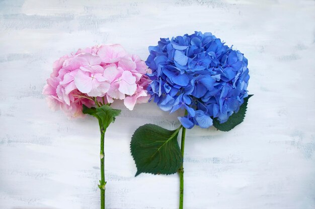 Fleurs d'hortensia de couleur pastel sur table peinte en blanc