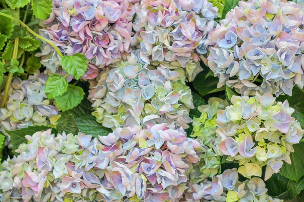 Fleurs d'hortensia délicates Beaucoup de couleurs