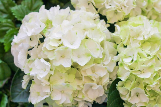 Fleurs d'hortensia délicates Beaucoup de couleurs