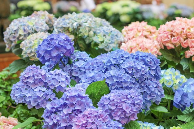 Des fleurs d'hortensia délicates de nombreuses couleurs