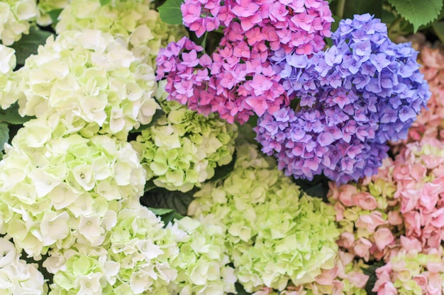 Des fleurs d'hortensia délicates de nombreuses couleurs