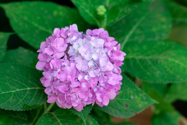 Fleurs d&#39;hortensia fleurissent au printemps avec des feuilles vertes