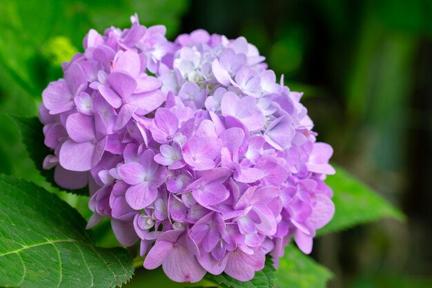 Fleurs d&#39;hortensia fleurissent au printemps avec des feuilles vertes