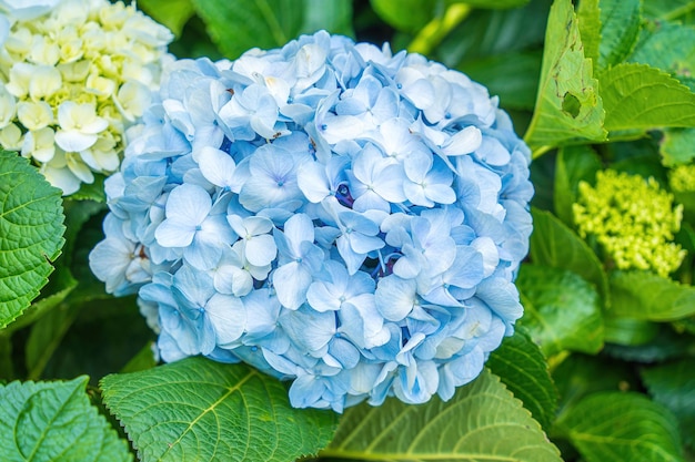 Les fleurs d'hortensia fleurissent dans le jardin de Da Lat C'est un endroit à visiter Le jardin touristique écologique attire d'autres touristes dans les hautes terres du Vietnam Nature et concept de voyage Mise au point sélective