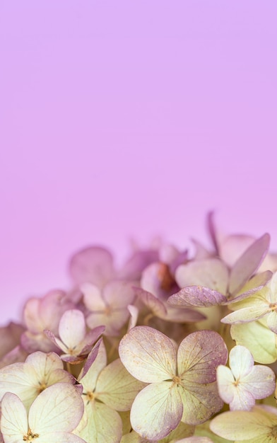 Fleurs d'hortensia sur fond rose en gros plan avec flou artistique une place pour le texte et les salutations
