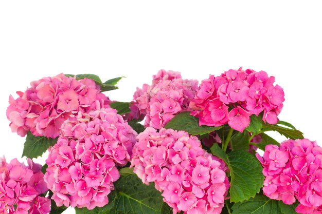 Fleurs d'hortensia rose bouchent isolé