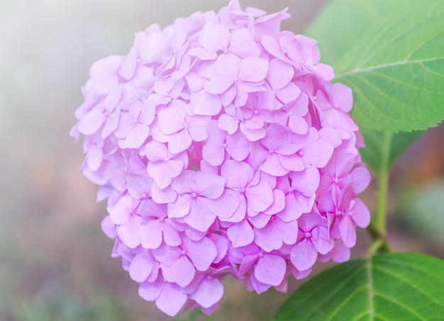 Fleurs d'hortensia rose bouchent