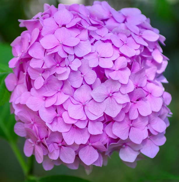 Fleurs d'hortensia rose bouchent