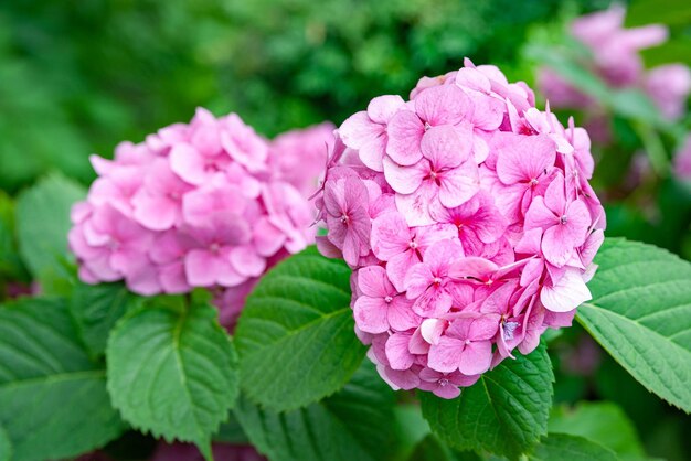 Fleurs d'hortensia rose Branches d'hortensia rose en fleurs Fond de fleurs