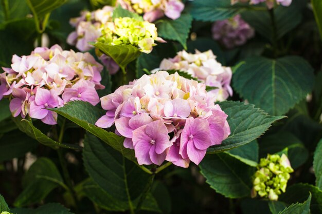 Fleurs d'hortensia rose sur le buisson dans le jardin fleuri