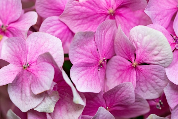 Fleurs d'hortensia rose dans un jardin se bouchent.