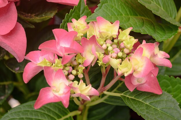 Fleurs d'hortensia rose floral bouchent